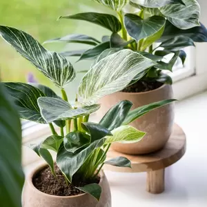 Philodendron Birkin P12 - afbeelding 2