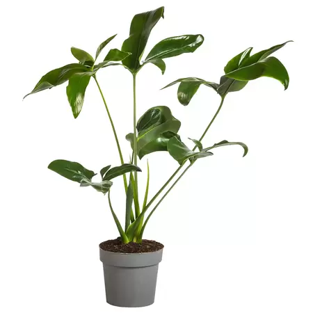 Philodendron Fun Bun P24 - afbeelding 1