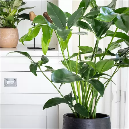 Philodendron Fun Bun P24 - afbeelding 2