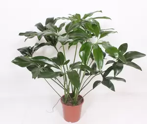 Philodendron green wonder P27