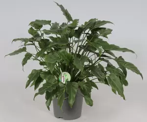 Philodendron 'Xanadu' P21