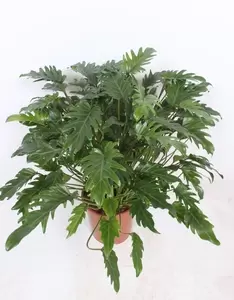 Philodendron 'Xanadu' P27