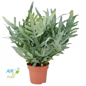 Phlebodium aureum Blue Star P14