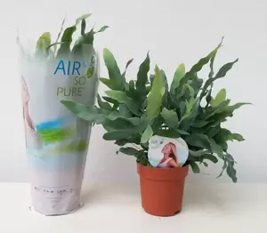 Phlebodium aureum Blue Star P14 - afbeelding 3