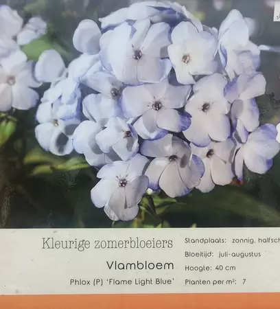 VIPS Phlox ( P ) Flame Light Blue