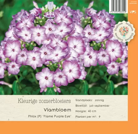 VIPS Phlox (P) Flame Purple Eye P9