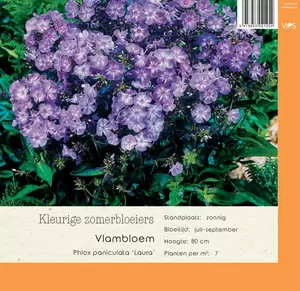 VIPS Phlox paniculata Laura p9