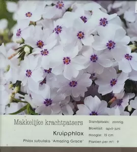 VIPS Phlox subulata Amazing Grace P9 - afbeelding 1