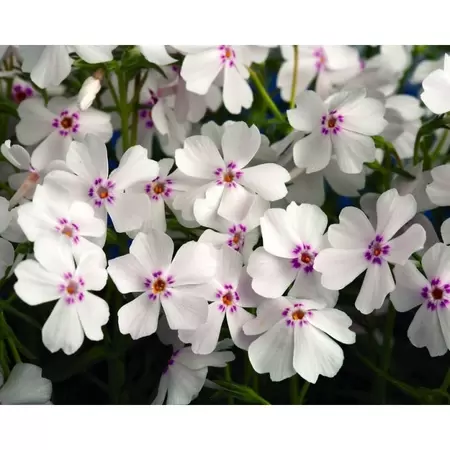 VIPS Phlox subulata Amazing Grace P9 - afbeelding 2