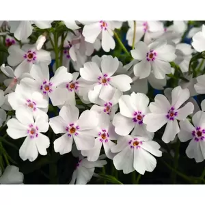 VIPS Phlox subulata Amazing Grace P9 - afbeelding 2