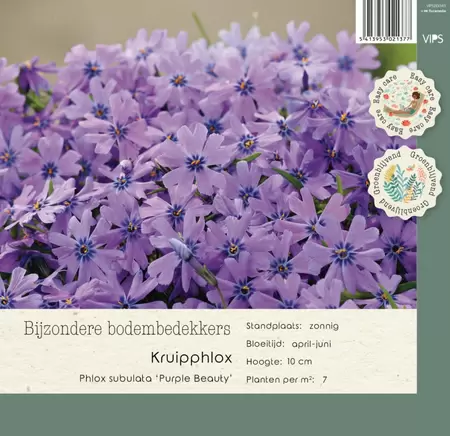 VIPS Phlox subulata Purple Beauty p9