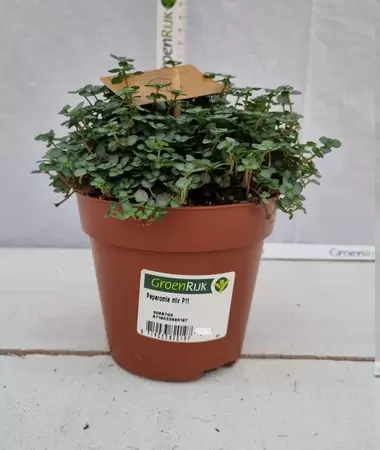 Pilea glaucophylla 'Greyzy' P10.5 - afbeelding 1