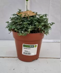 Pilea glaucophylla 'Greyzy' P10.5 - afbeelding 2