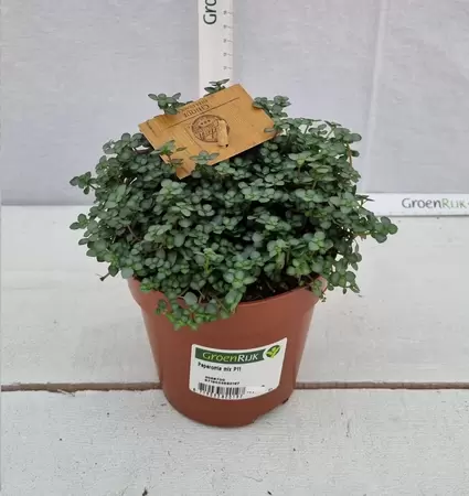 Pilea glaucophylla 'Greyzy' P10.5 - afbeelding 2