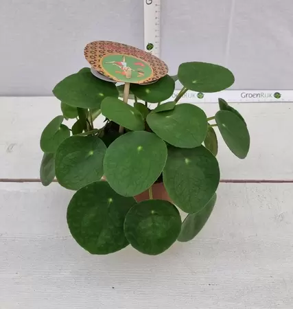 Pilea peperomoides P12 - afbeelding 2