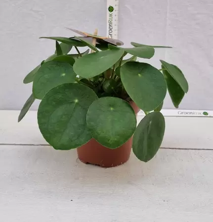 Pilea peperomoides P12 - afbeelding 1