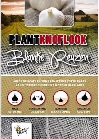 Plantknoflook blanke reuzen 5st - afbeelding 1