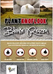 Plantknoflook blanke reuzen 5st - afbeelding 2