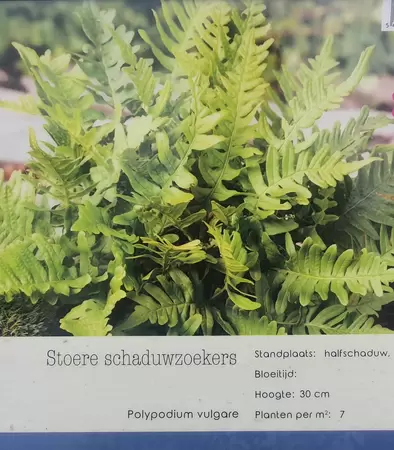 VIPS Polypodium vulgare P9