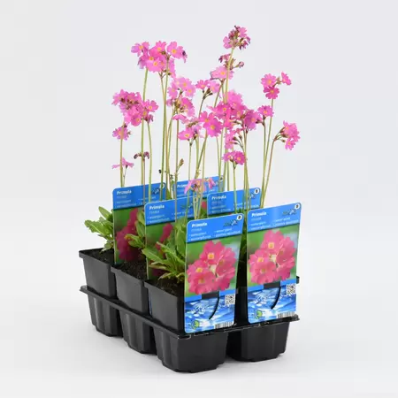 Primula rosea - afbeelding 1