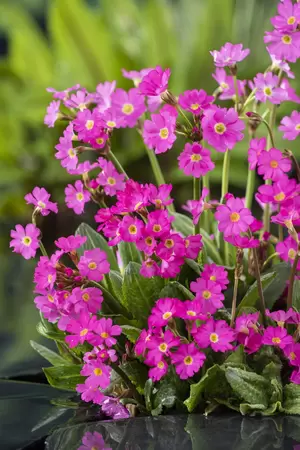 Primula rosea - afbeelding 2