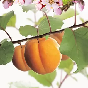 Prunus armeniaca Tros Oranje laagst - afbeelding 2