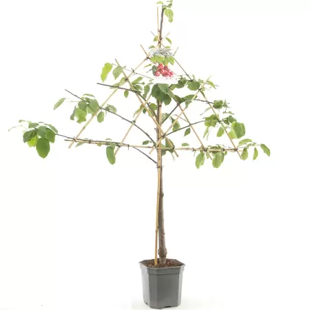 Prunus avium Stella leivorm - afbeelding 1