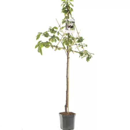 Prunus avium Sunburst leivorm - afbeelding 1