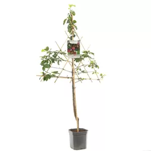 Prunus dom. Opal leivorm - afbeelding 1