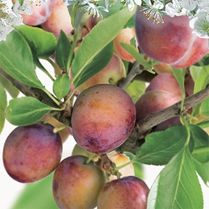 Prunus dom. Opal leivorm - afbeelding 2