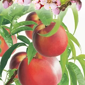 Prunus pers.nuc. Madame Blanchet - afbeelding 2