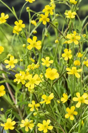 Ranunculus flammula - afbeelding 2