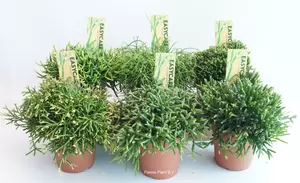 Rhipsalis mix P12