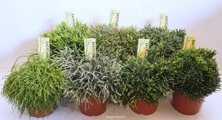 Rhipsalis mix P17