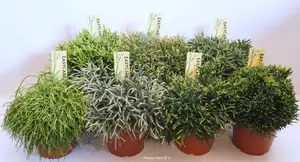 Rhipsalis mix P17