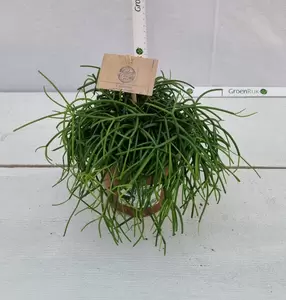 Rhipsalis P10.5 - afbeelding 2