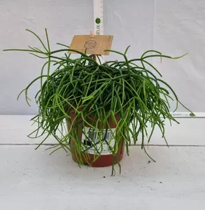 Rhipsalis P10.5 - afbeelding 1