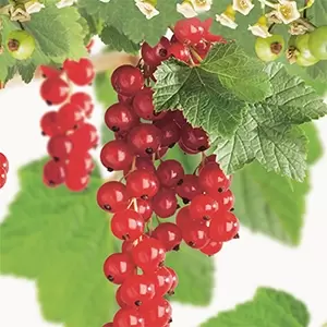 Ribes rubrum Jonkheer v Tets - afbeelding 2