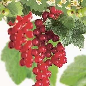 Ribes rubrum Rovada - afbeelding 2