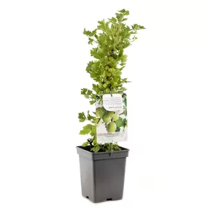 Ribes uva-cr. Hinnonmäki Grön - afbeelding 2