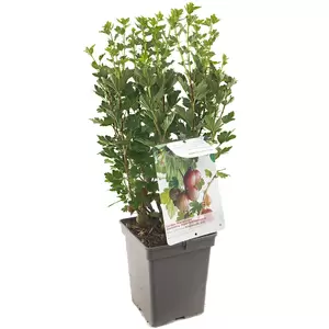 Ribes uva-cr. Hinnonmäki Röd - afbeelding 2