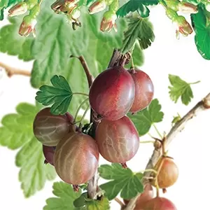 Ribes uva-cr. Hinnonmäki Röd - afbeelding 2