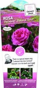 Rosa 'Berleburg'(TM) Nat. Parks® op stam