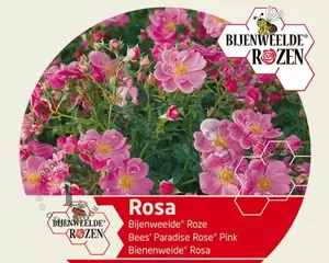 Rosa Bijenweelde® Mix - afbeelding 3