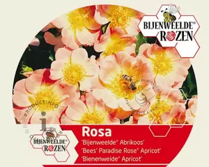 Rosa Bijenweelde® Mix - afbeelding 4