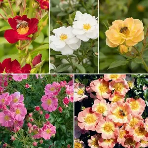 Rosa Bijenweelde® Mix - afbeelding 1