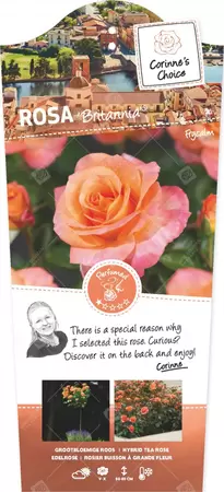 Rosa 'Britannia'® op stam