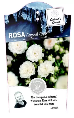 Rosa 'Crystal Fairy'®