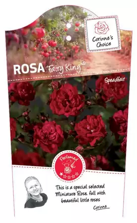 Rosa 'Fairy King'®