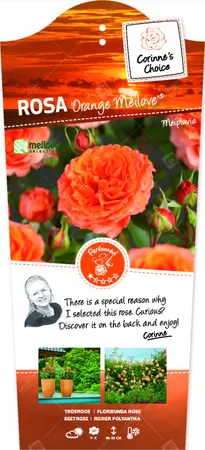Rosa 'Orange Meilove'® op stam